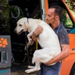 🐾 Descubre las mejores 🚚 empresas de transportes de animales vivos: guía completa 🐾